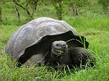 Galapagos 5-2-03 Santa Cruz Highlands Tortoise Reserve Tortoise